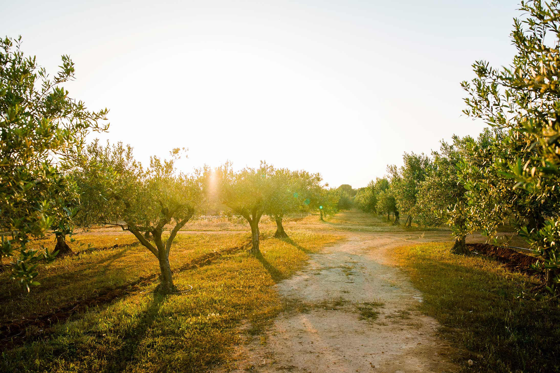 vineyard path